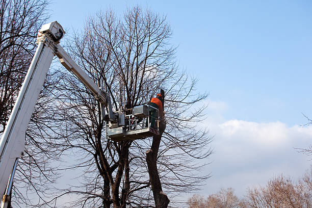 Best Storm Damage Tree Cleanup  in USA